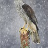 Goshawk (Accipiter gentilis) perched on pine stump in falling snow. Scotland. (captive-bred bird).